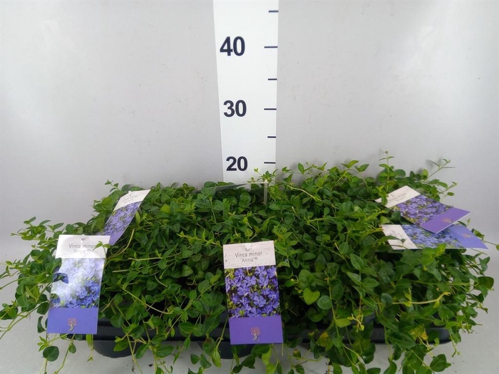 <h4>Vinca minor</h4>