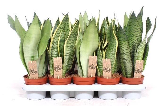 Sansevieria Overig gemengd