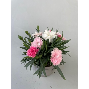 Dianthus I Love You p9