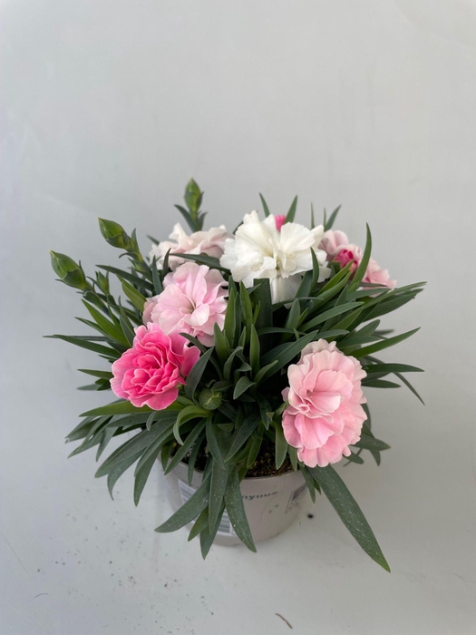 <h4>Dianthus I Love You p9</h4>