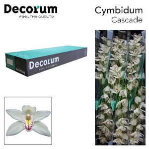 Cymbidium Cascade