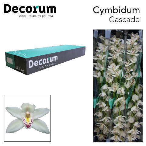 <h4>Cymbidium Cascade</h4>