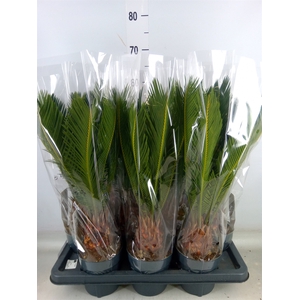Cycas revoluta