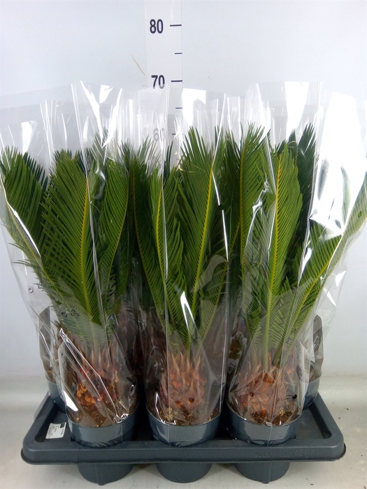 <h4>Cycas revoluta</h4>