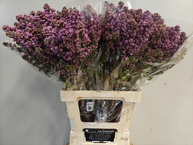 <h4>SYR V DARK KOSTER</h4>