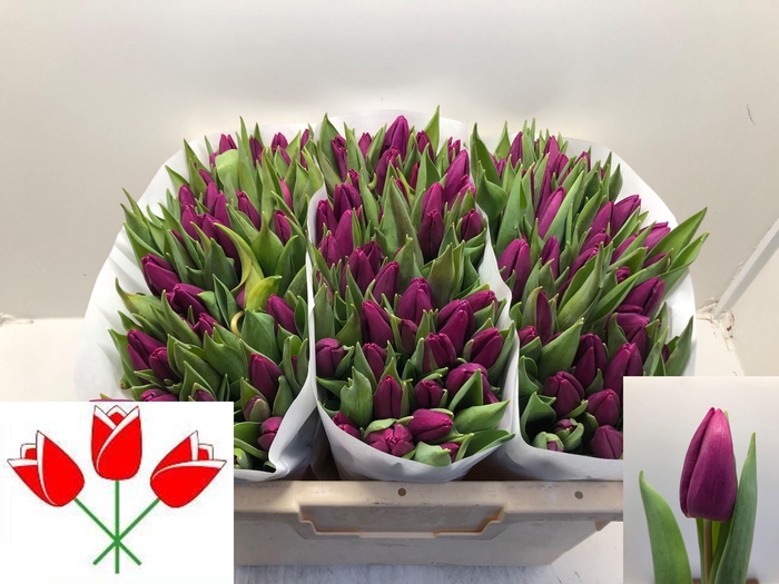 <h4>TU EN PURPLE PRINCE</h4>