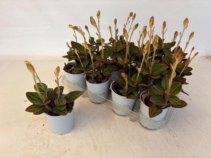 <h4>LUD DISCOLOR</h4>