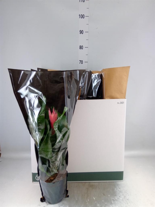 <h4>Aechmea fasciata 'Primera'</h4>
