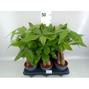 Pachira aquatica