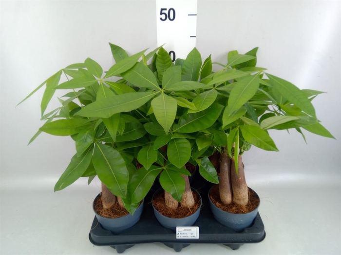 <h4>Pachira aquatica</h4>