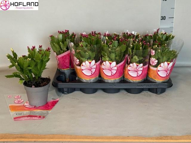 <h4>SCHLUMB GEM 3 KL</h4>