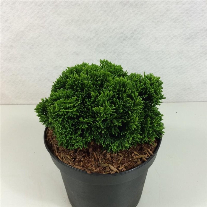 <h4>Chamaecyparis obtusa</h4>