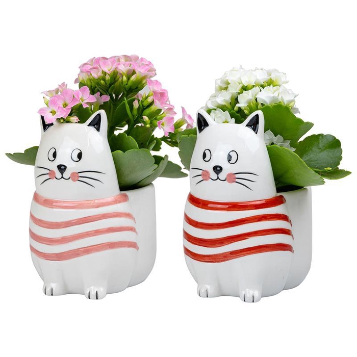 <h4>KALANCHOE BLOSSFELDIANA 'MINI'</h4>