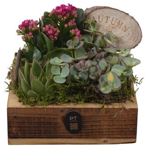 PTHI3345 Arrangement Autumn Indoor in houten vierkanten plateau