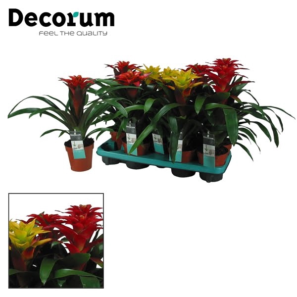 Guzmania Squarosa Mix (Decorum)