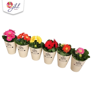 Gerbera  'Colourgame'   ...mix