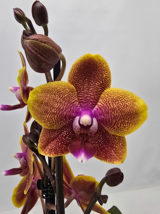 <h4>Limited 41 week 6</h4>