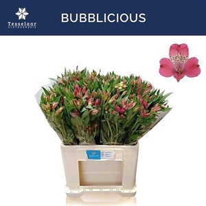 Alstr Bubblicious