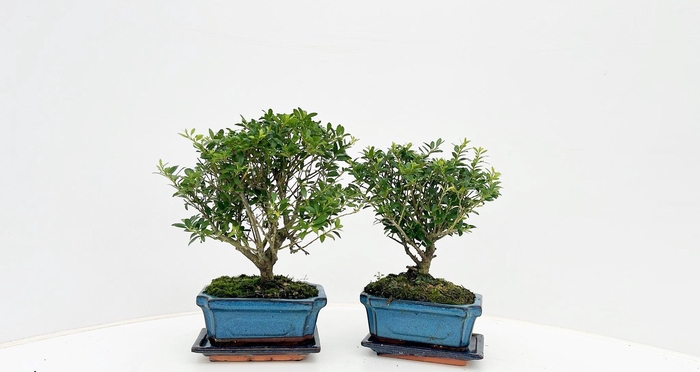 <h4>ilex crenata, 15 cm broom with drip tray</h4>