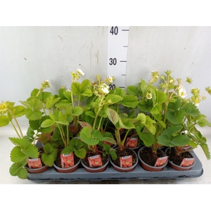 Fragaria ananassa 'Elsanta'