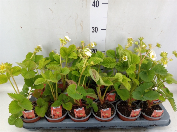 <h4>Fragaria ananassa 'Elsanta'</h4>