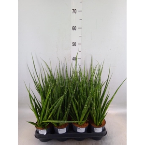 Sansevieria cyl.  ...