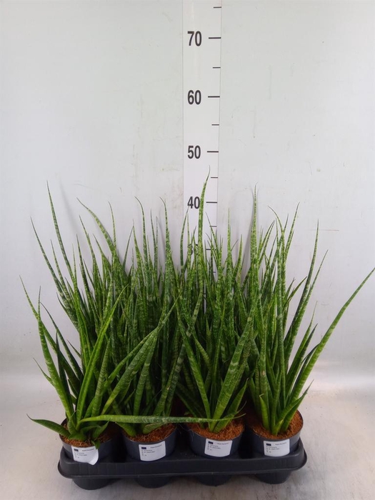 Sansevieria cyl.  ...