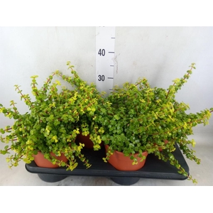 Crassula   ...