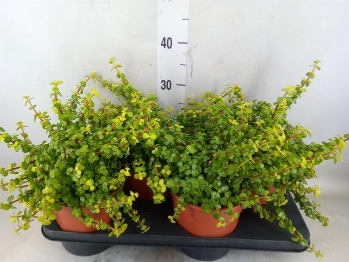 <h4>Crassula ...</h4>