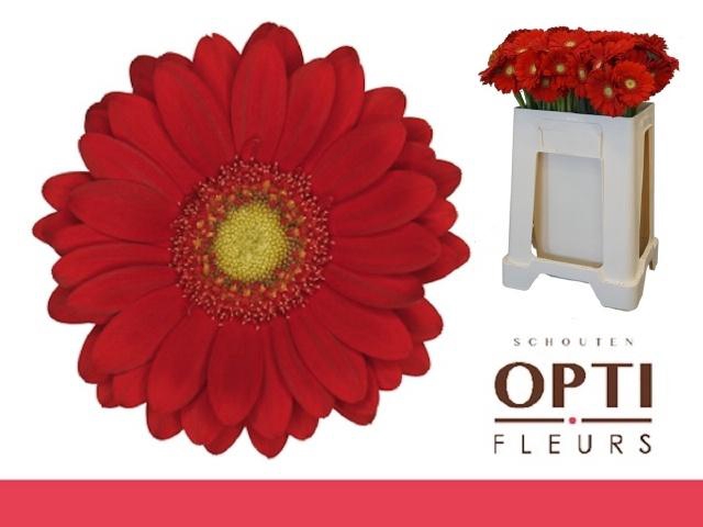 <h4>GE MI LIPSTICK</h4>