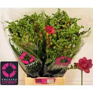 Freesia du Expression