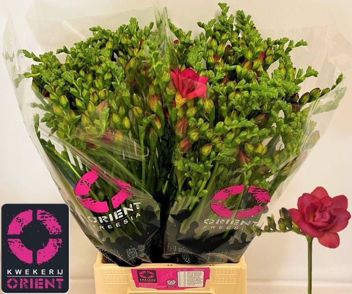<h4>Freesia du Expression</h4>