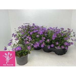 BRACH BRAS VIOLET