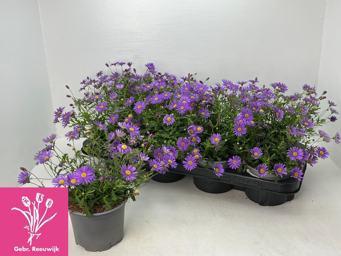 <h4>BRACH BRAS VIOLET</h4>