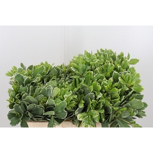 Pittosporum Ilan