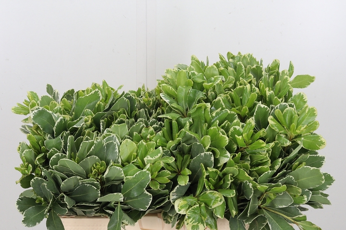 Pittosporum Ilan