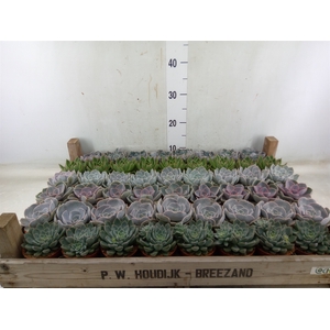 Echeveria   ...