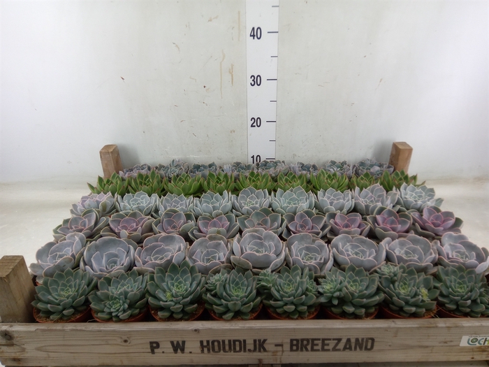 <h4>Echeveria   ...</h4>
