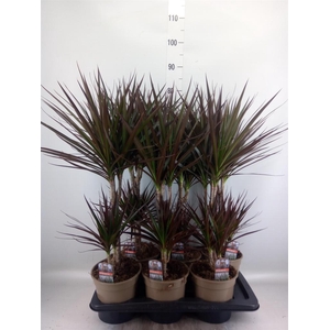 Dracaena marg. 'Magenta'