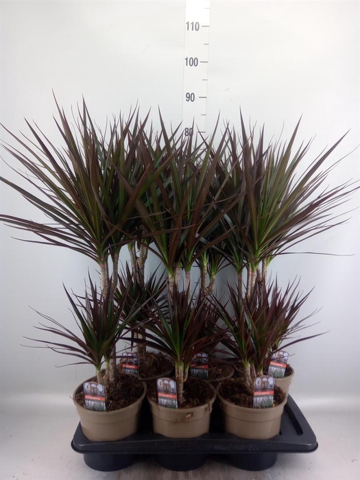 <h4>Dracaena marg. 'Magenta'</h4>
