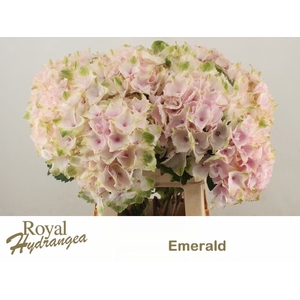 HYDR M MAG EMERALD