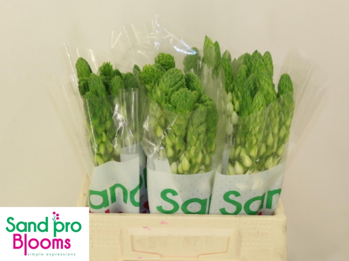 <h4>ORNIT THY MILKY WAY</h4>