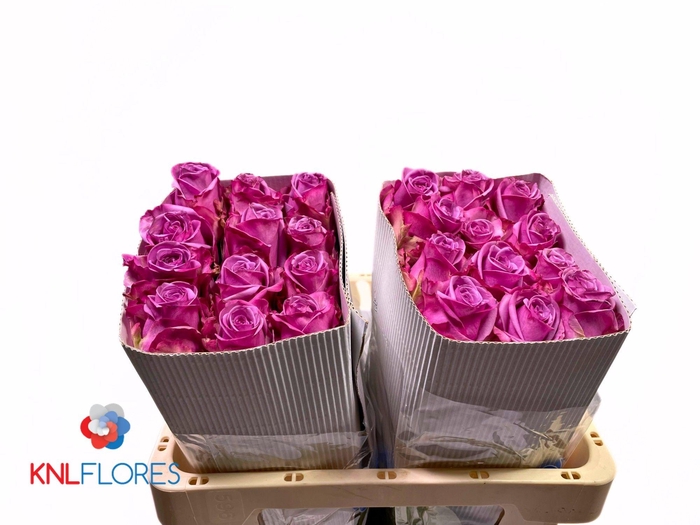 <h4>R GR COOL WATER!</h4>