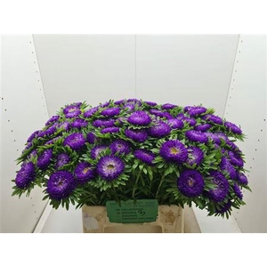 Callis Mats D Blauw