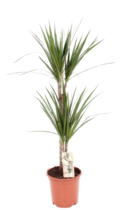 <h4>Marginata P19 45-15</h4>