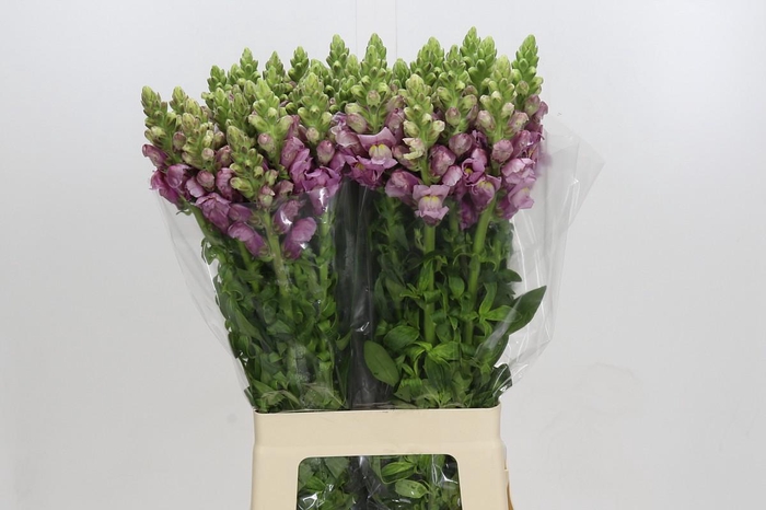 <h4>Antirrhinum Potomac Lavender</h4>