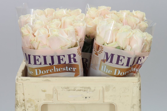 <h4>Rosa Gr Dorchester</h4>