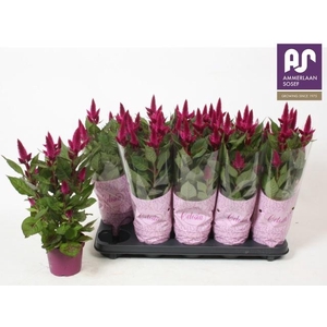 CEL DEEP PURPLE