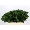 Ruscus aculeatus   ...groot blad