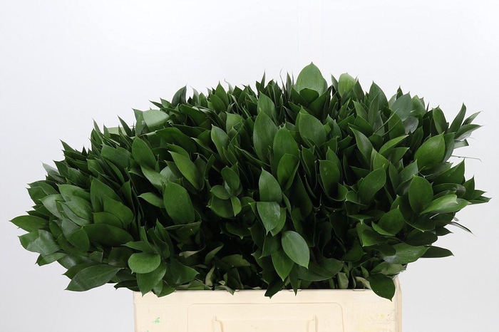 Ruscus aculeatus   ...groot blad